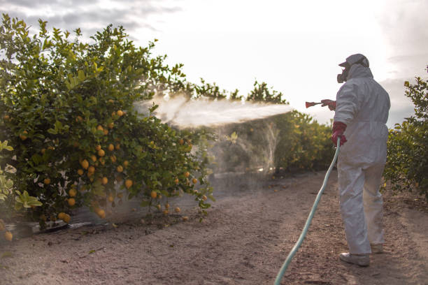 Best Affordable Pest Control Services  in Redding, CA