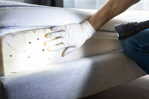 Best Cockroach Control Services  in Redding, CA
