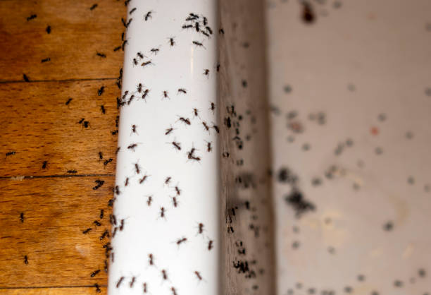 Best Bed Bug Extermination  in Redding, CA