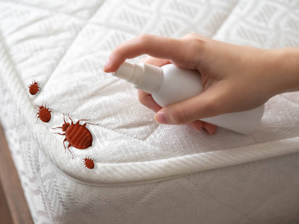 Best Mosquito Control Services  in Redding, CA