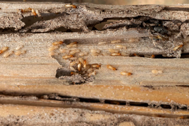  Redding, CA Pest Control Pros
