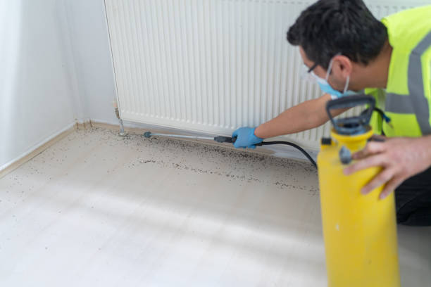 Wasp Removal Services in Redding, CA